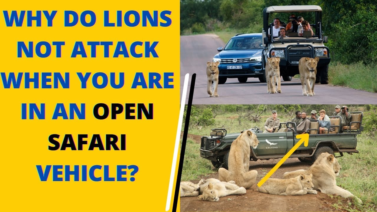 why do lions not attack when you are in a safari vehicle | open safari vehicle | this is why...?