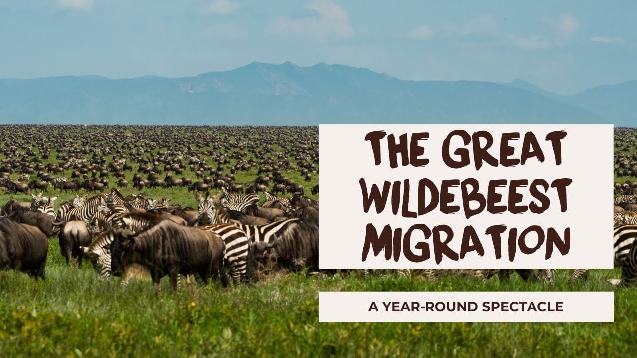 THIS is WHY you should put the GREAT WILDEBEEST MIGRATION in Tanzania on your bucket list.
