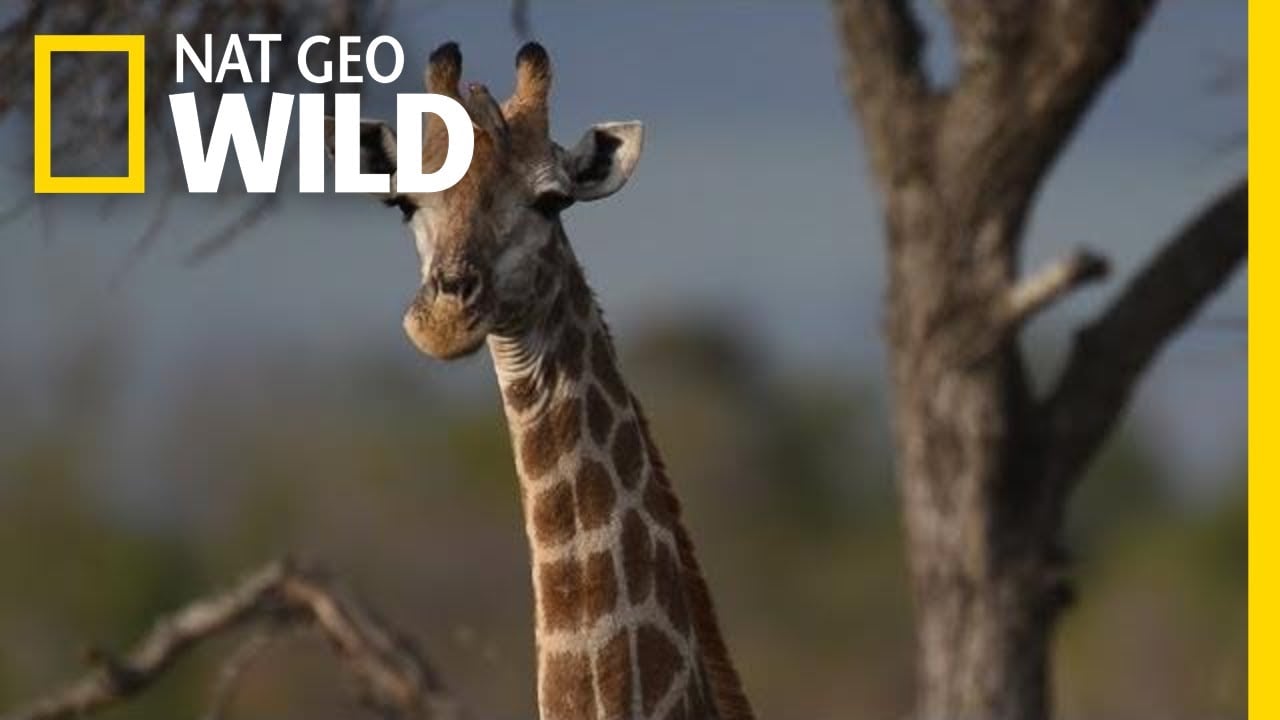 Giraffes 101 | Nat Geo Wild
