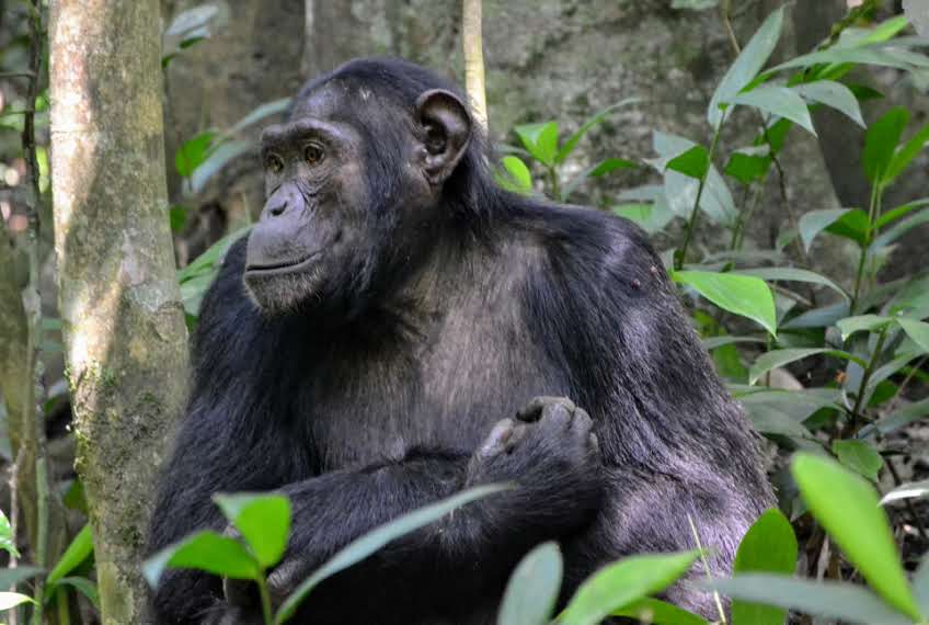 IM_UG_KIB_Chimp sitting 2