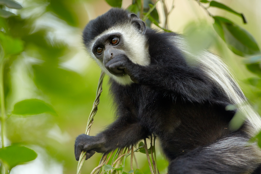 Colobus aap in Arusha national park, Tanzania
