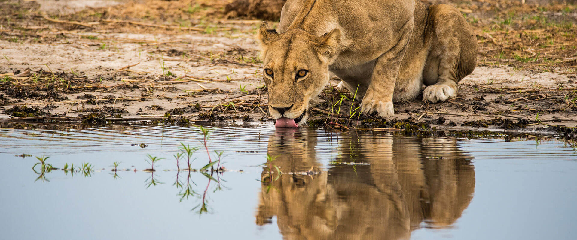 Tanzania Lion