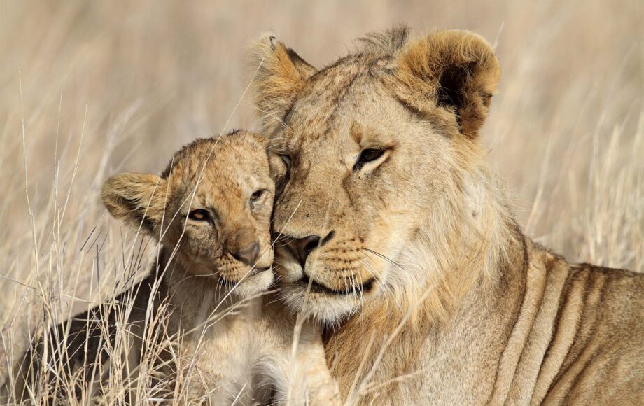 Mother lion and lion cub on the Tanzania Serengeti