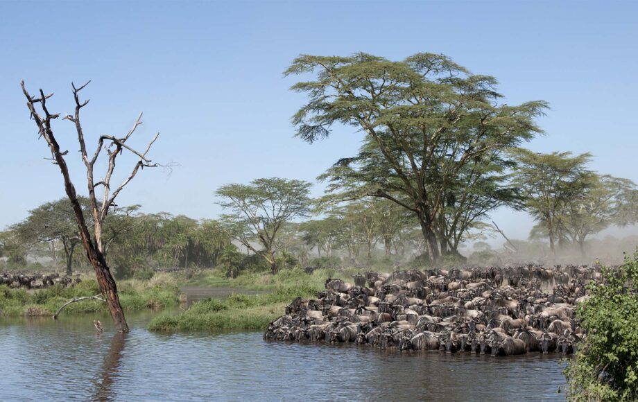 Wildebeest migration