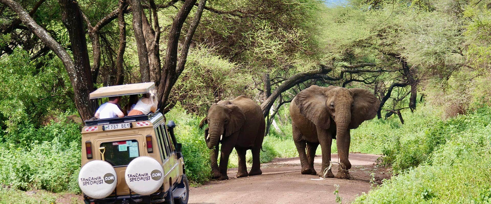 Safari Jeep watching elephants