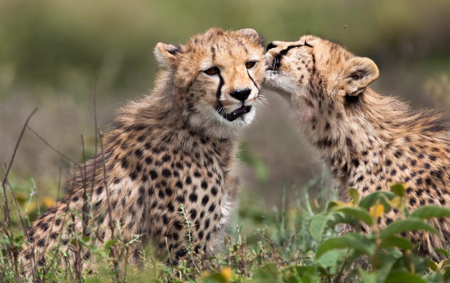 Cheetah cub with mother in serengeti national park