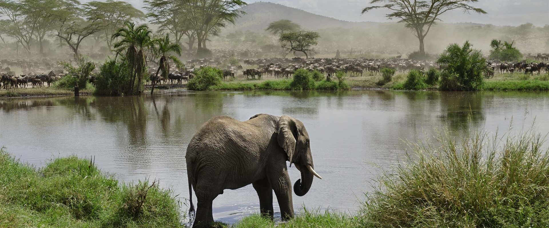 Tanzania elephant by water