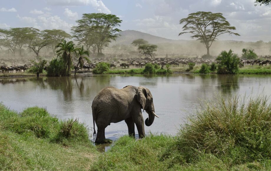 Tanzania elephant by water