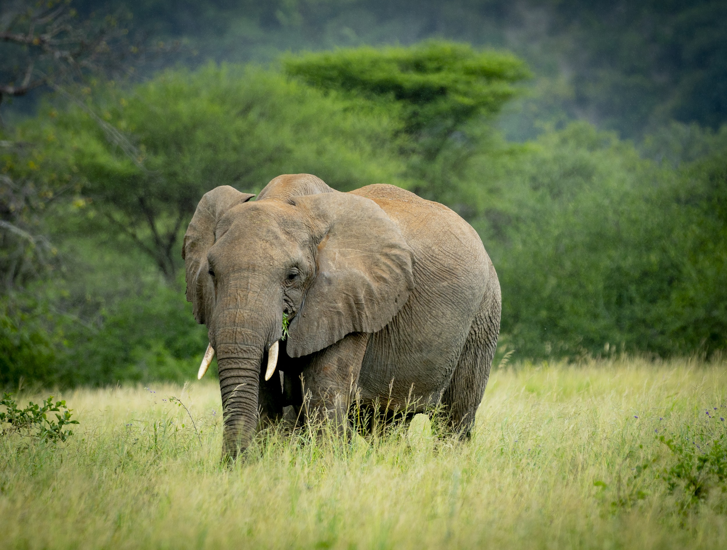 African savannah landscape and wildlife scenery