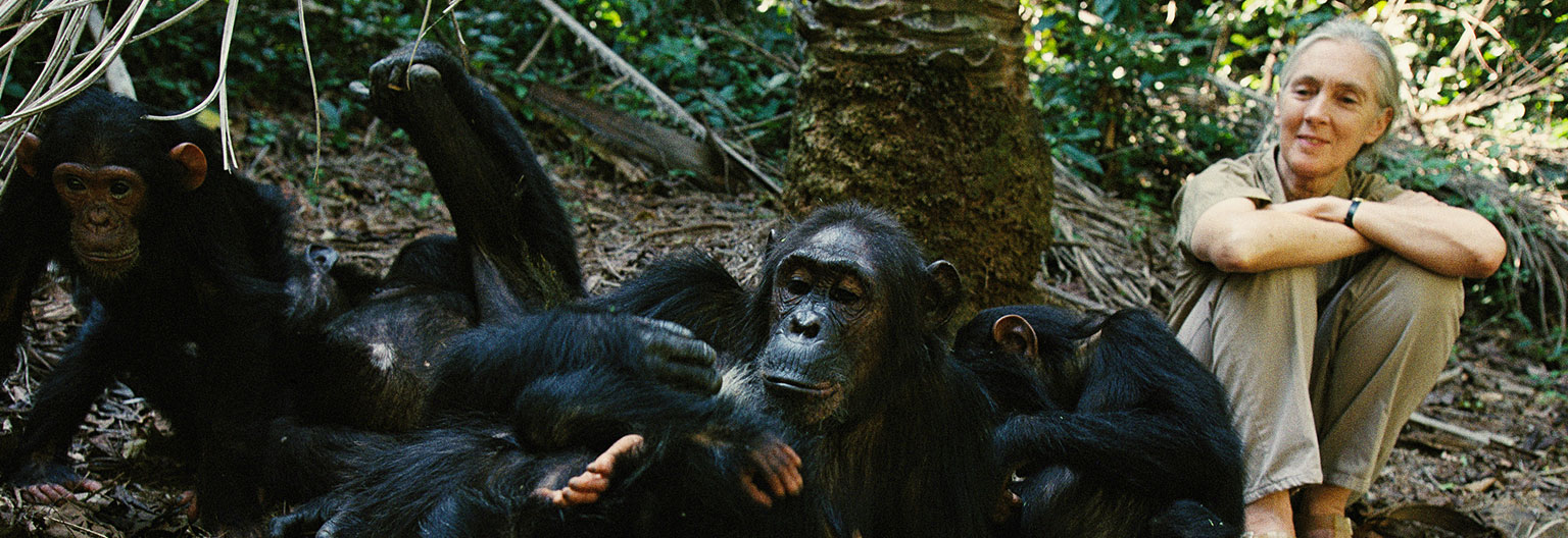 Gombe Stream National park Jane Goodall and Chimpanzees