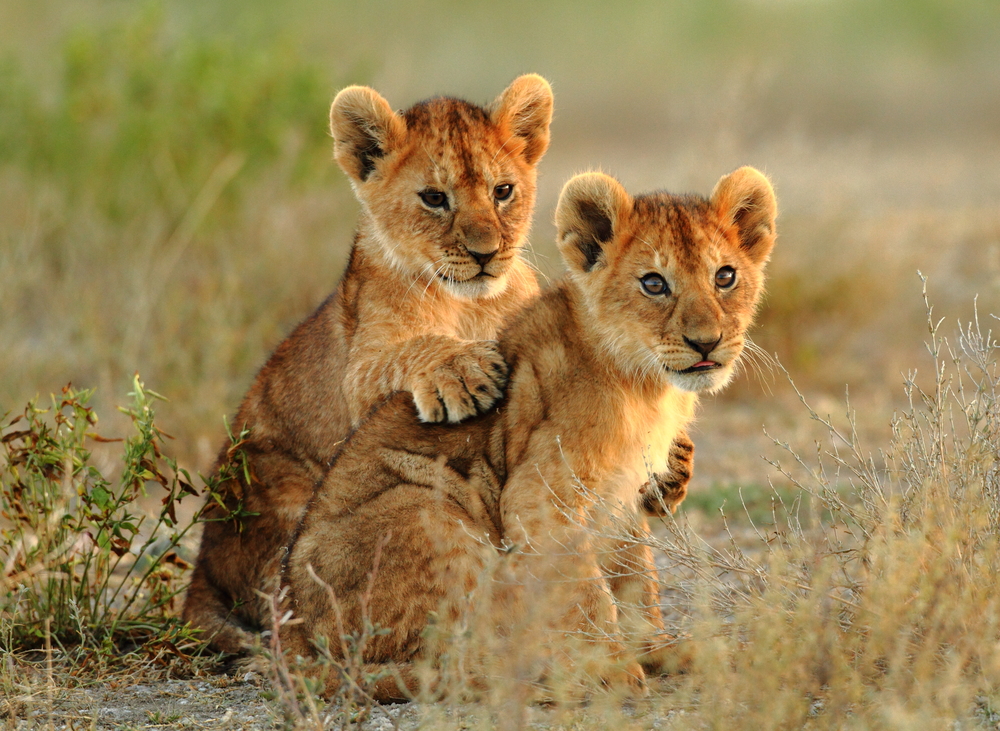 Jonge-leeuw-Serengeti