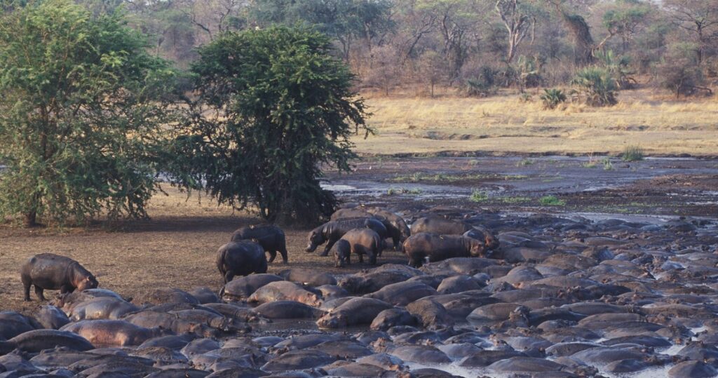 Katavi national Hippos