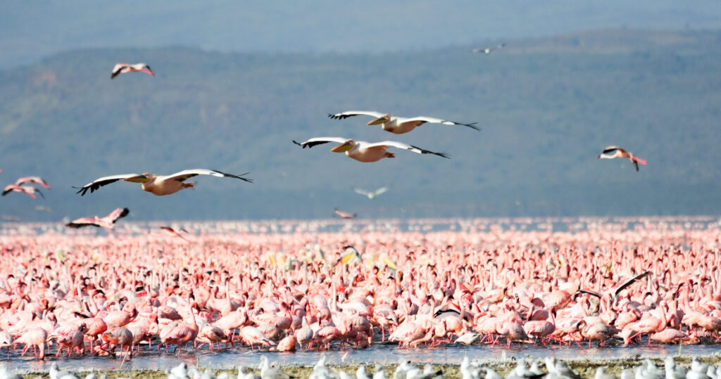 Lake-Manyara-Flamingo-Tanzania-Specialist-1900x1000