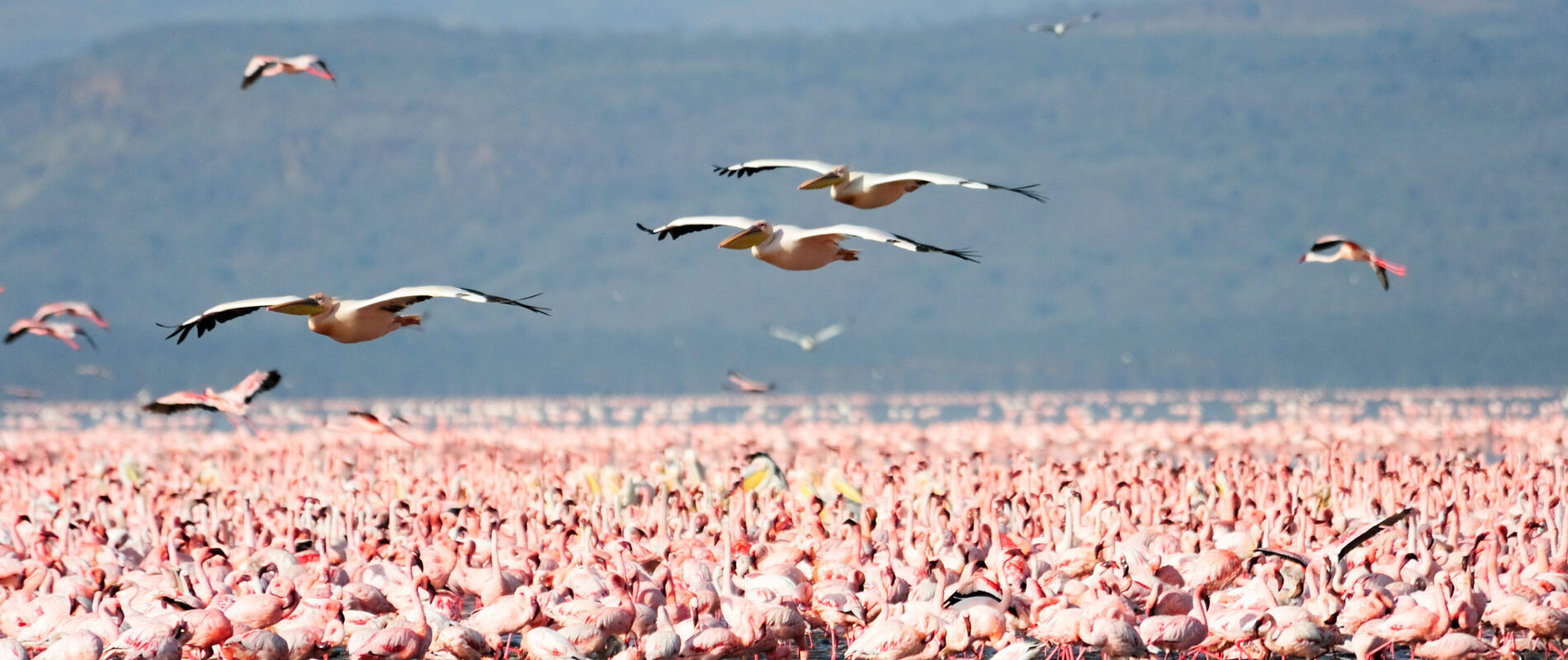 Duizenden flamingo's en andere vogels bij Lake manyara
