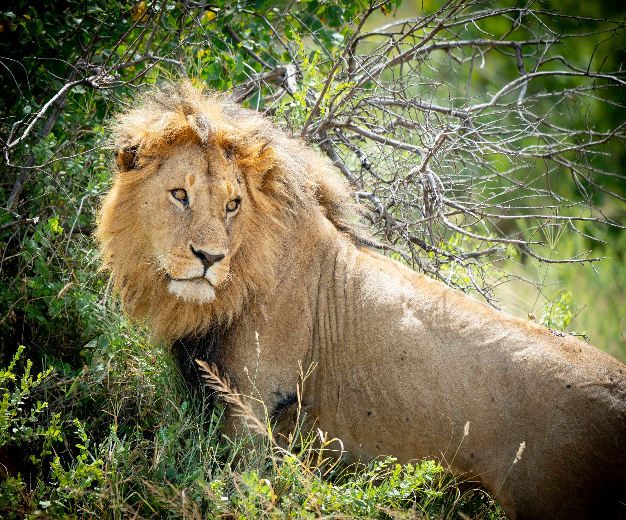 3 Days Serengeti Safari