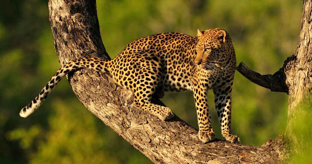 Luipaard in boom in Serengeti National Park