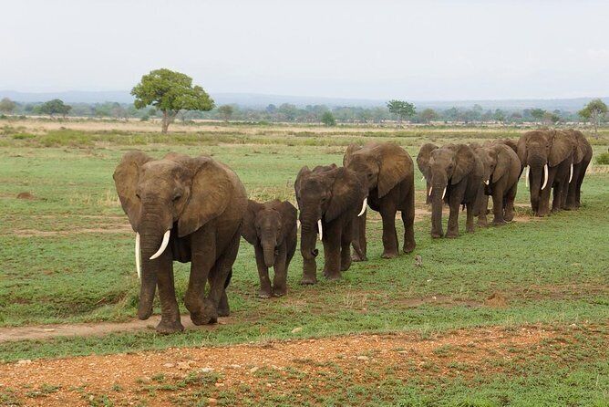 Mikumi national park elephants