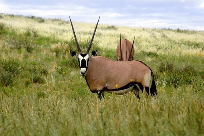 Mkomazi national park game
