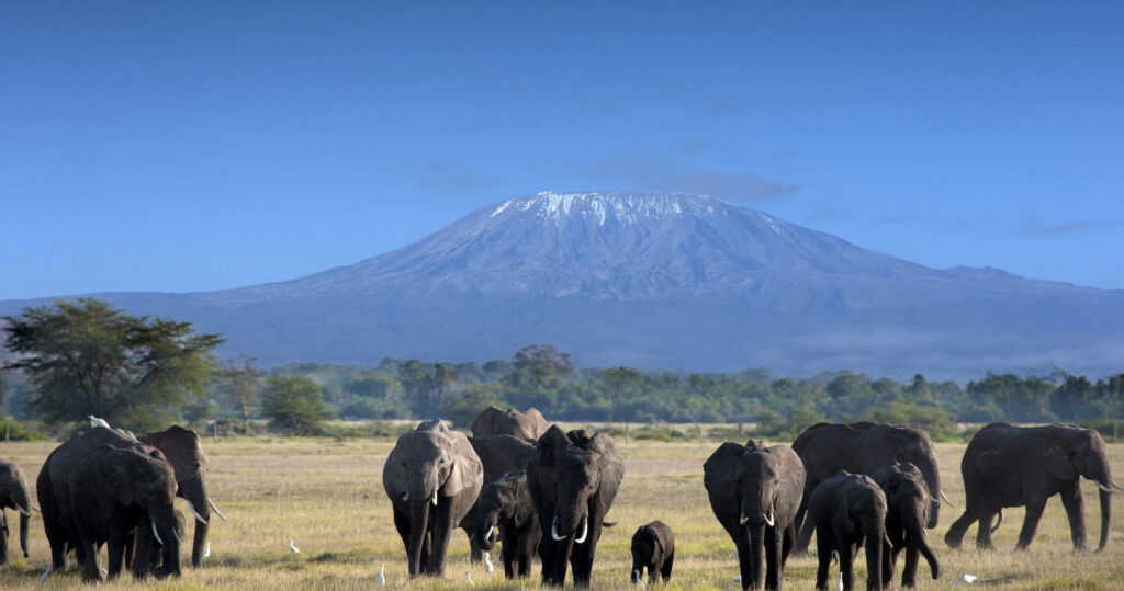 groep olifanten met uitzicht op kilimanjaro