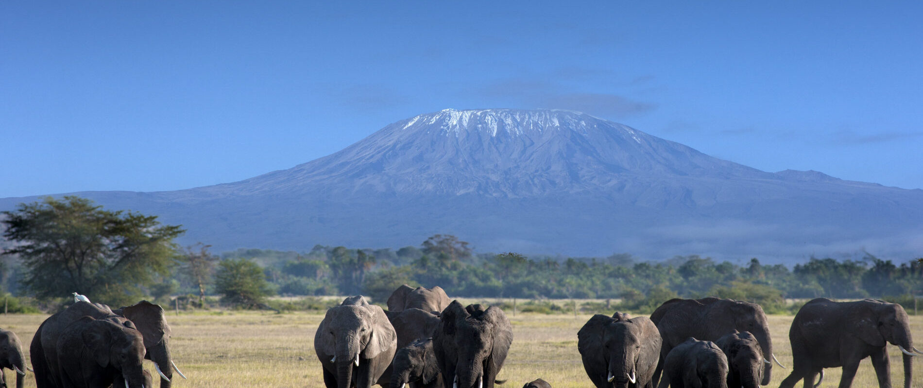 groep olifanten met uitzicht op kilimanjaro