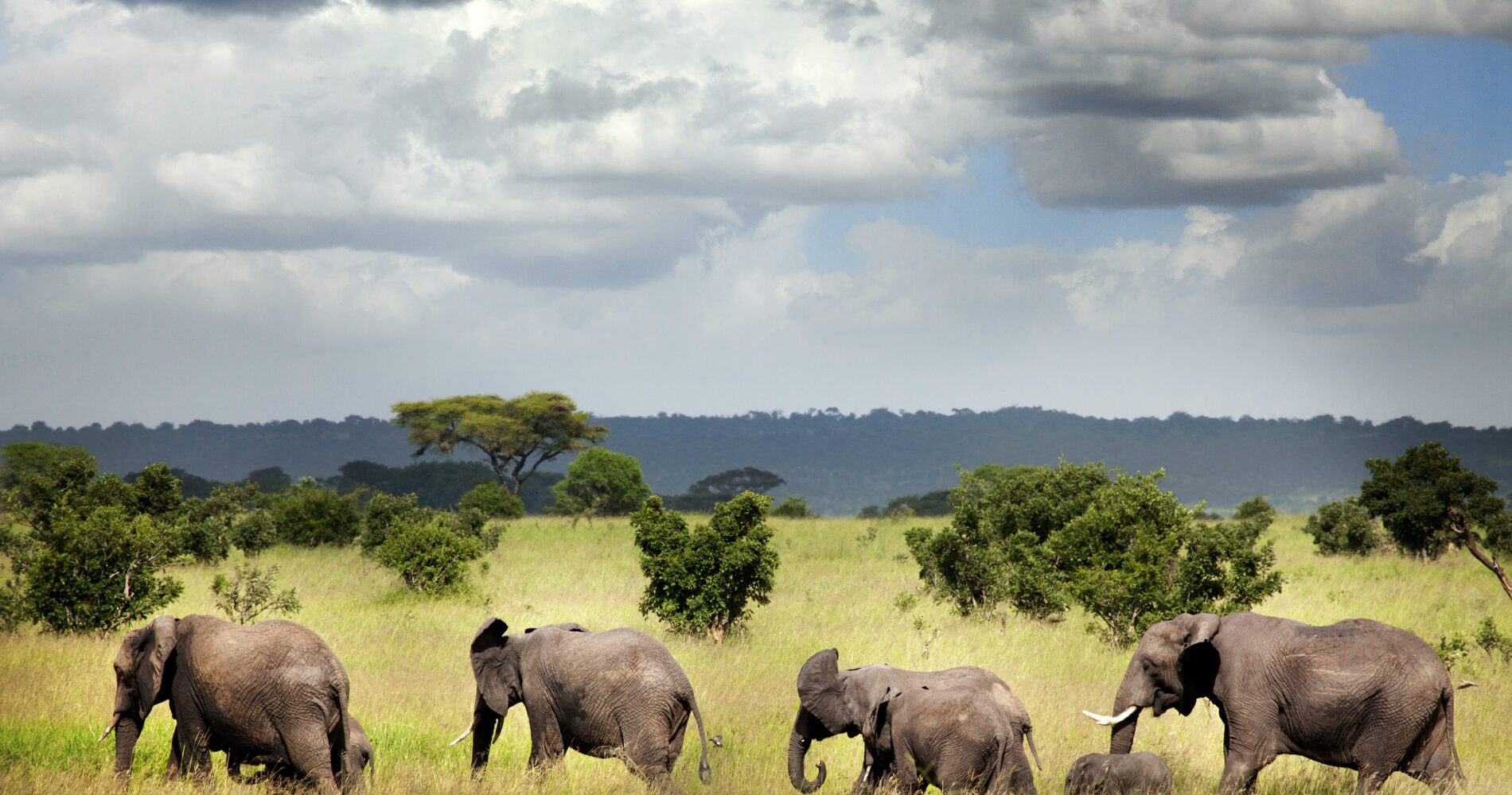 Ruaha National Park - Book Now Your Safari With Tanzania Specialist