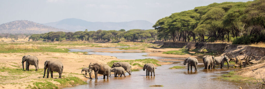 Ruaha national park Elephants Tanzania