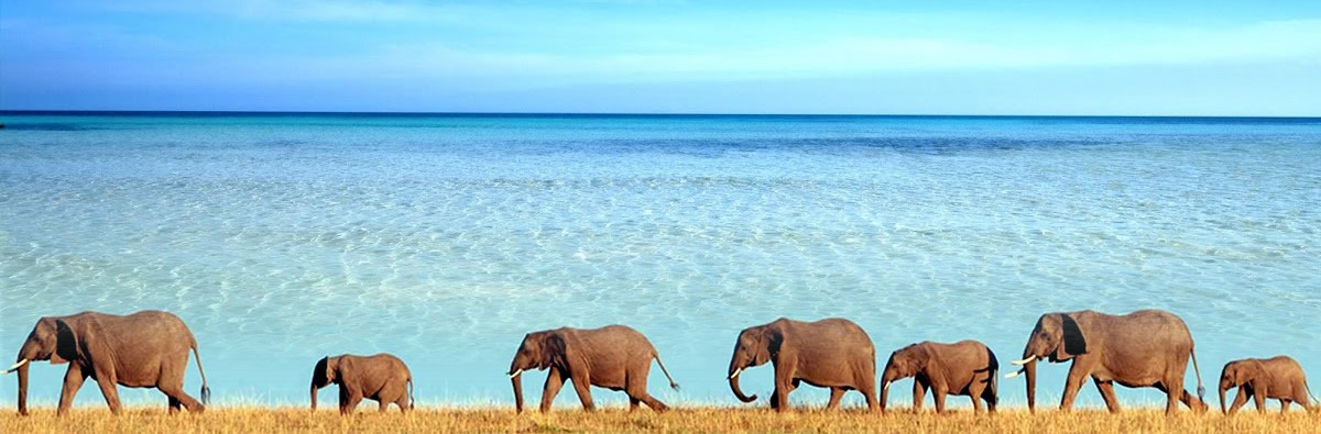 Saadani national park elephants