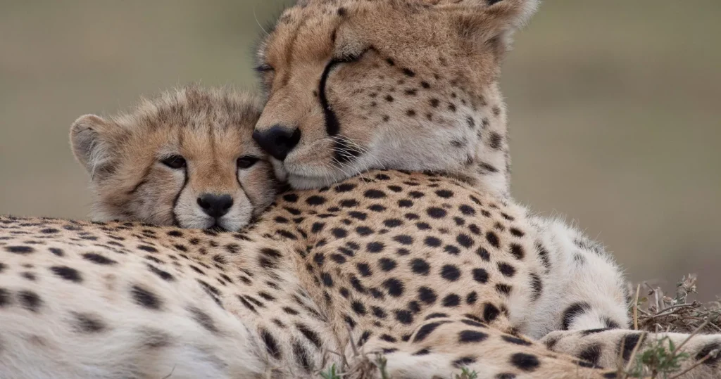 Cheetah cub with mother in serengeti national park