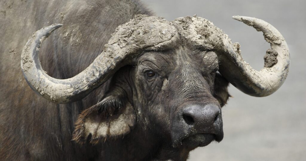 Buffalo op safari in Tanzania