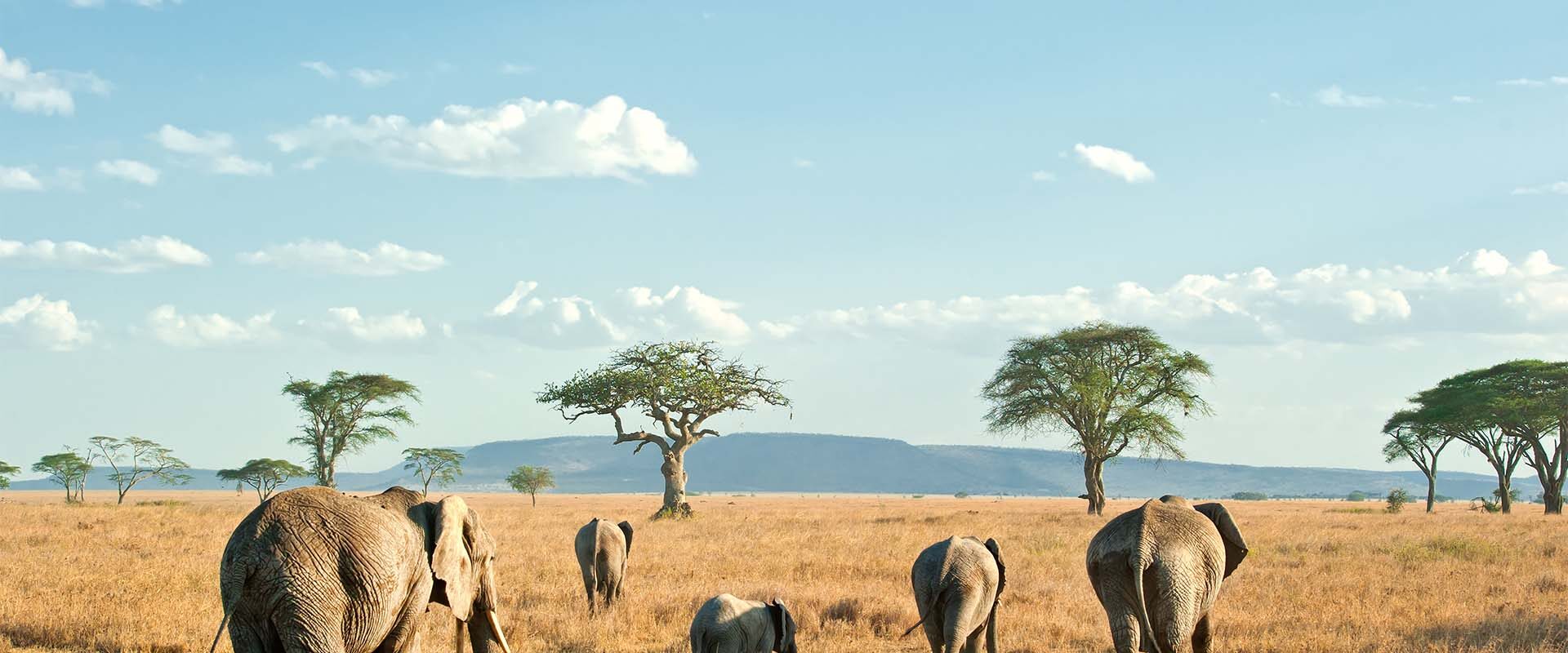 elephant family walking in Tanzania