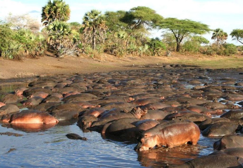 katavi national park Hippo pool