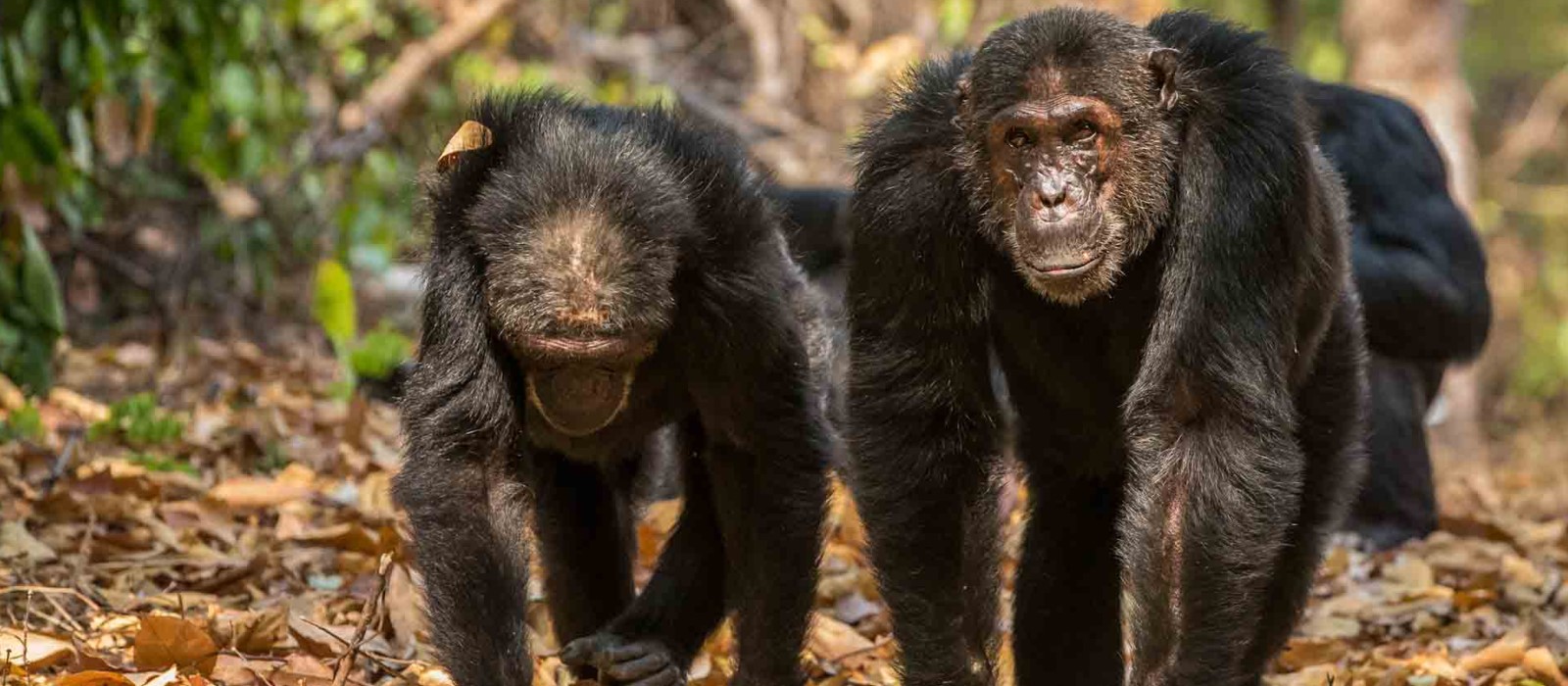 Mahale National Park chimpanzees