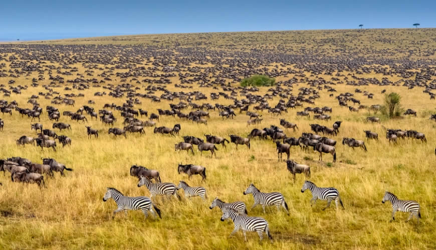 Masai Mara National Game Reserve Kenya
