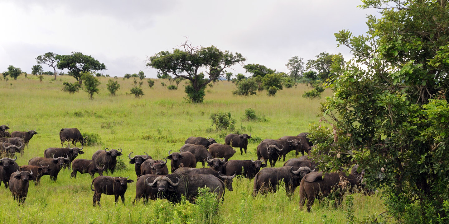 Mikumi National Park - Book Your Safari with Tanzania Specialist