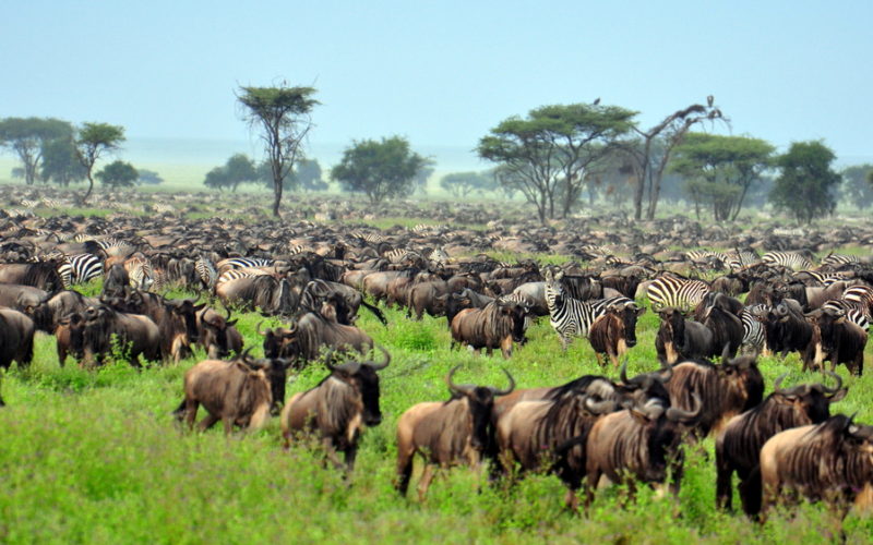 de grote migratie/ de grote trek in serengeti national park