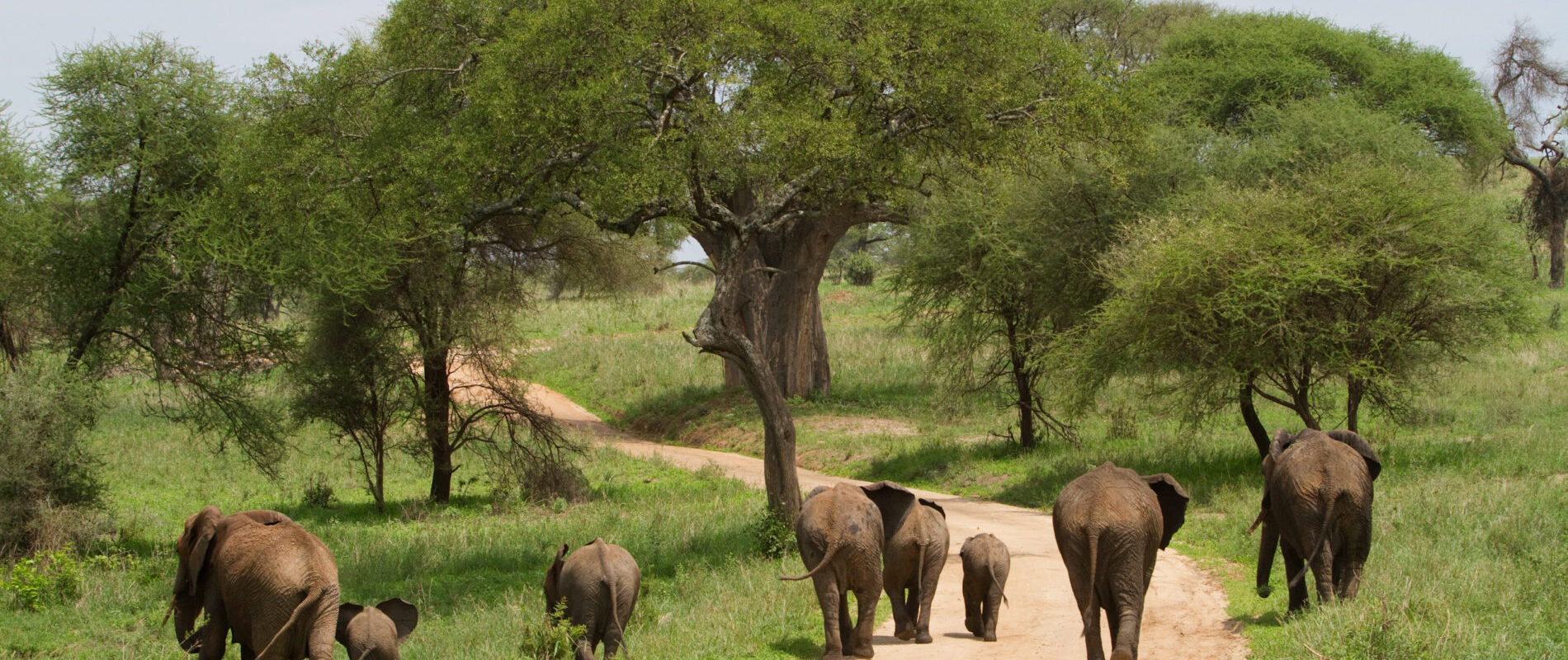 Groep olifanten met baby's in Tarangire national park
