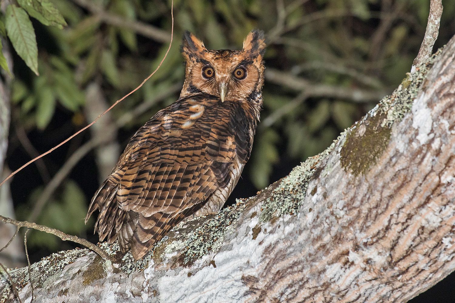 usambara eagle owl