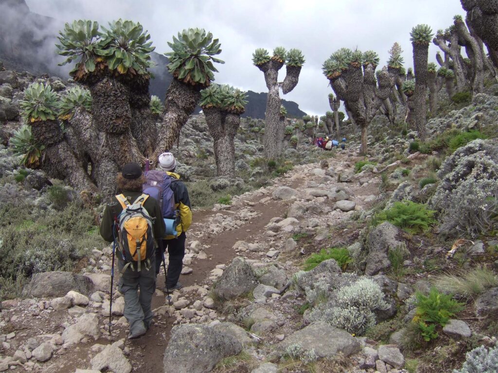 Kilimanjaro Shira route