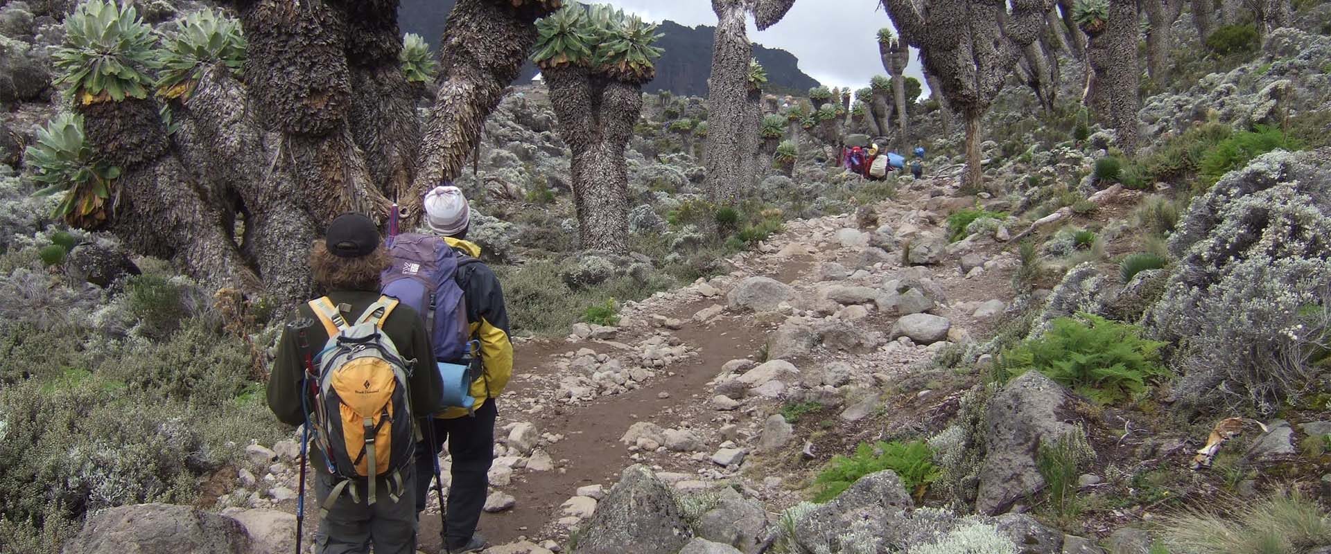 Kilimanjaro Shira route