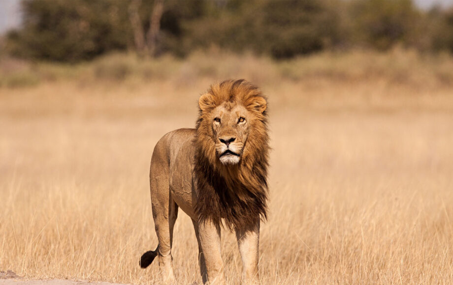 spotting a lion in on a safari in Tanzania