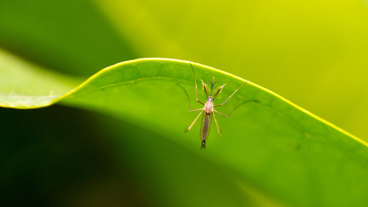 tanzania yellow fever mosquito