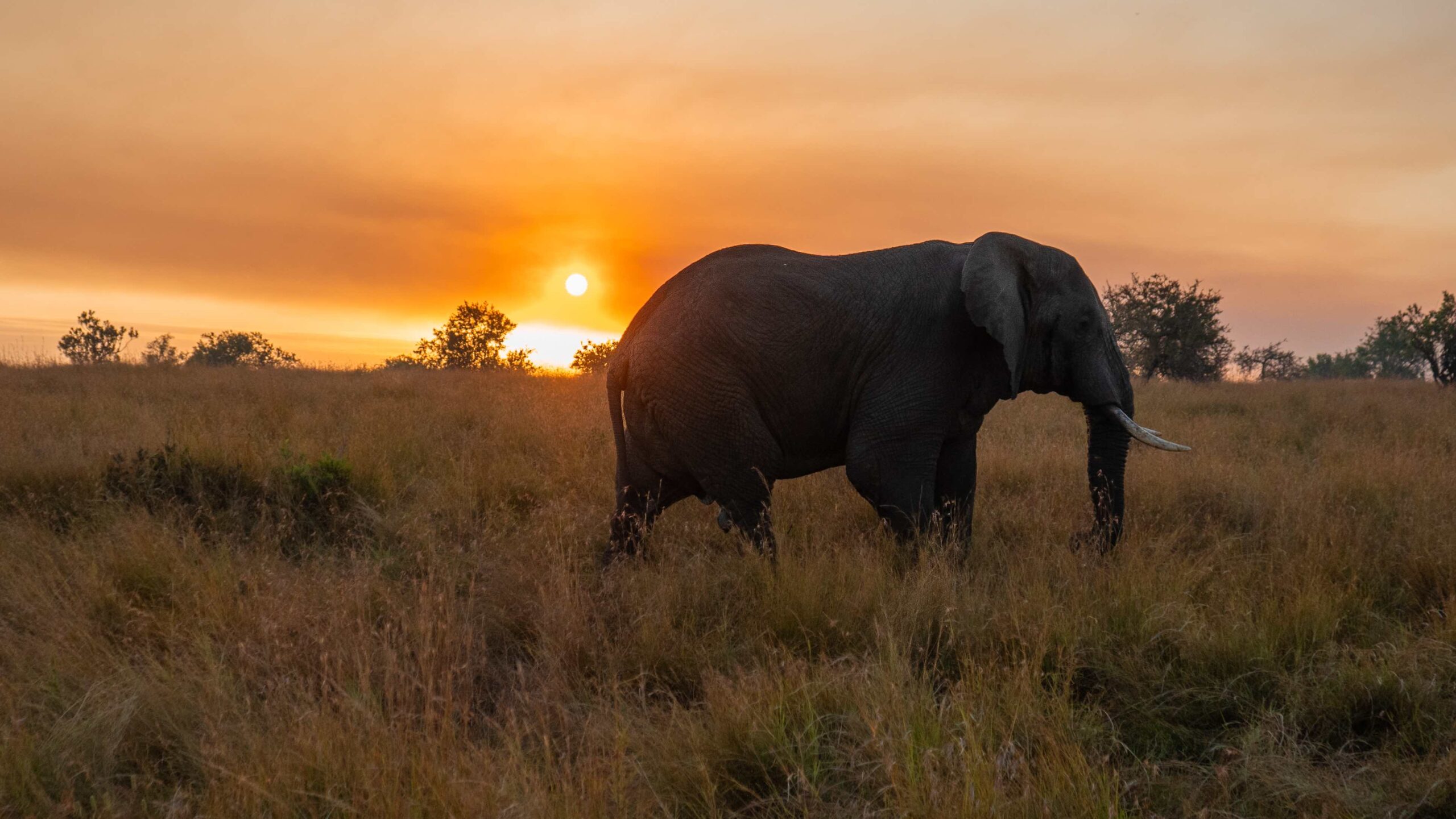 Tarangire National Park luxury style - by plane - Tanzania Specialist