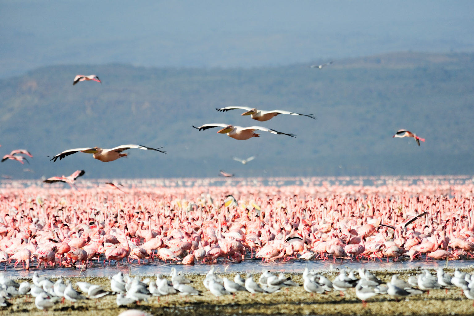 16 Days long safari in the Northern Circuit with Tanzania Specialist