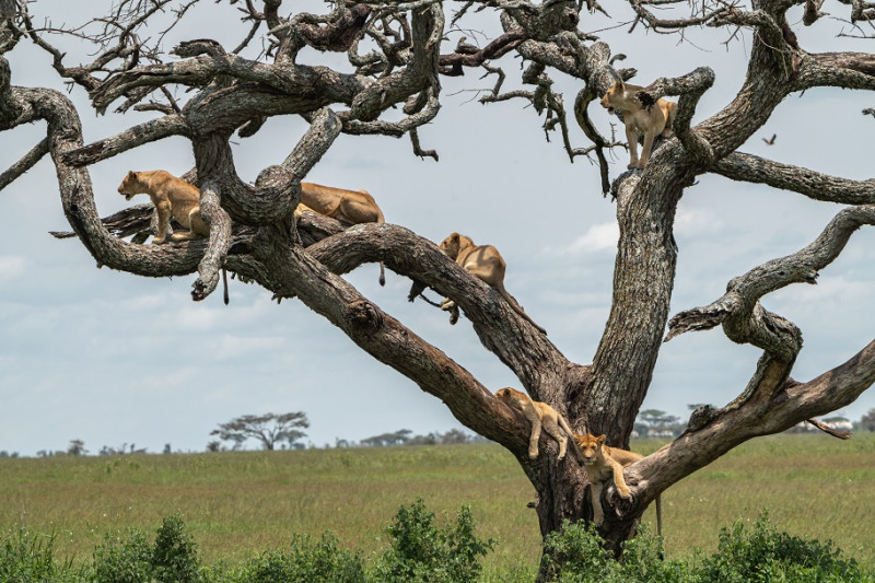 Serengeti National Park - luxury style!
