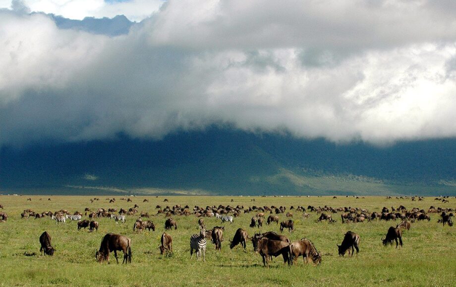 A herd of wildebeest in the Ngorongoro Conservation Area in Tanzania