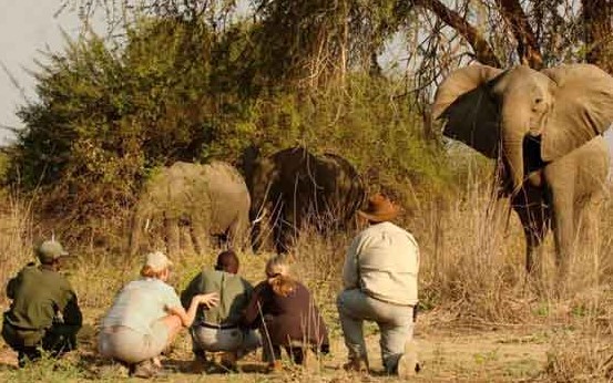 Group of people sitting in Arusha National Park in front of elephants