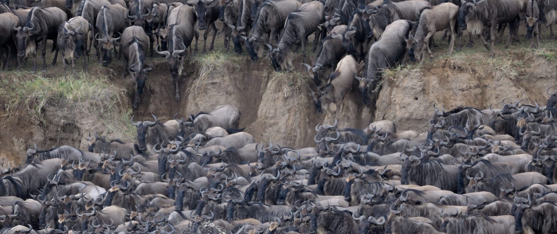 great wildebeast migration