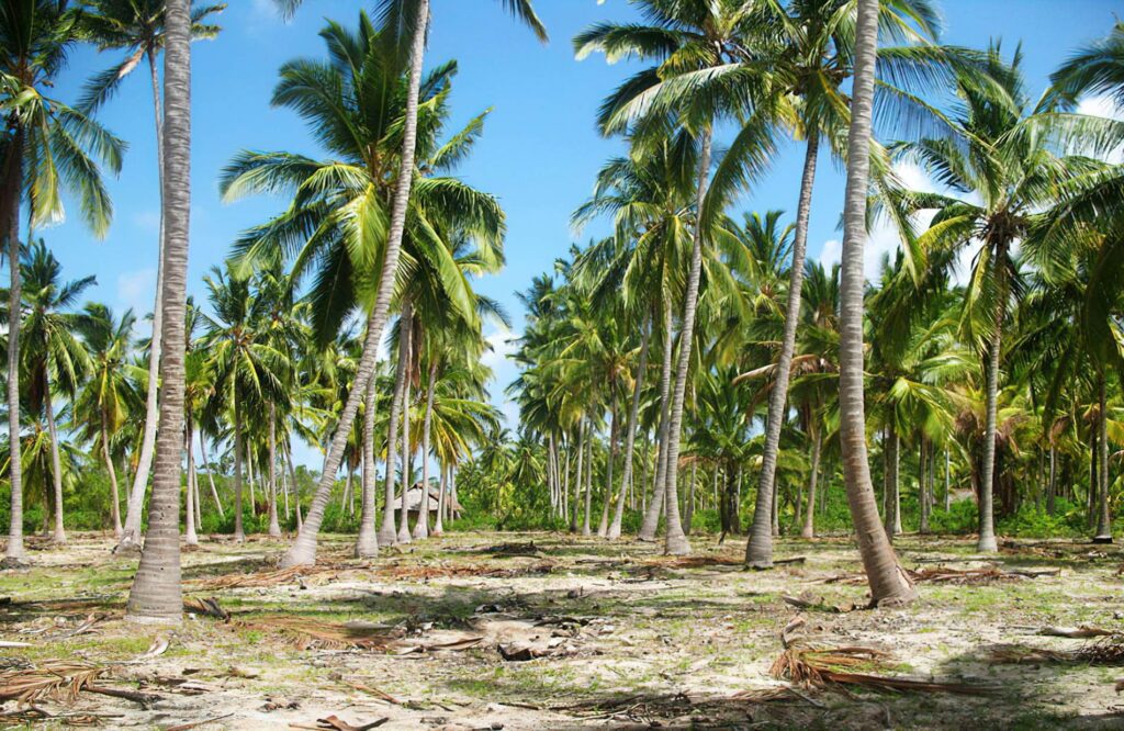 Countless palm trees on Chole Island in Tanzania