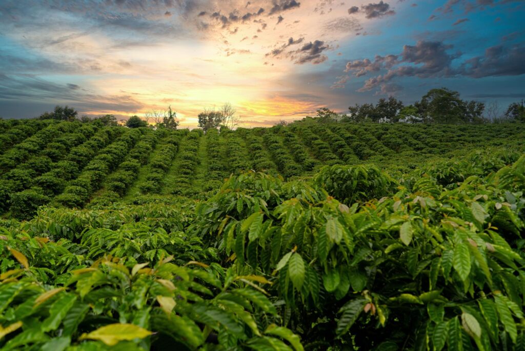 A green coffee plantation