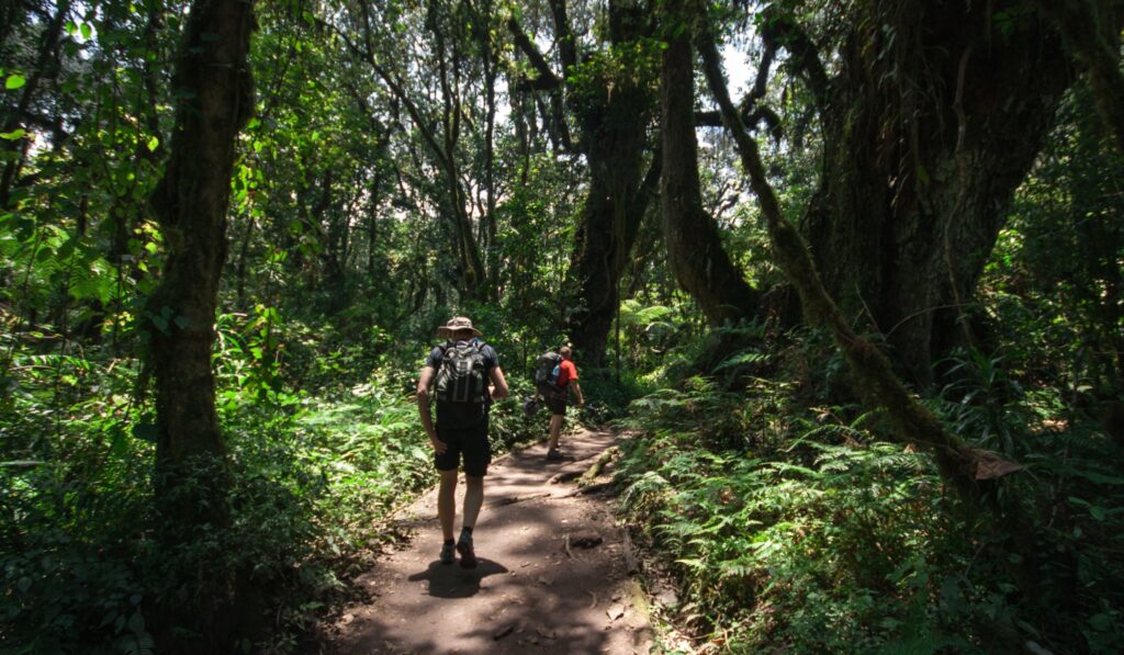 Hiker walking through the rainforest of Mount Kilimanjaro